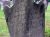 Tree618J - Headstone.<br />
Flack, Joseph: 1739-1825. Tree618J - Headstone.<br />
Flack, Joseph: 1739-1825.